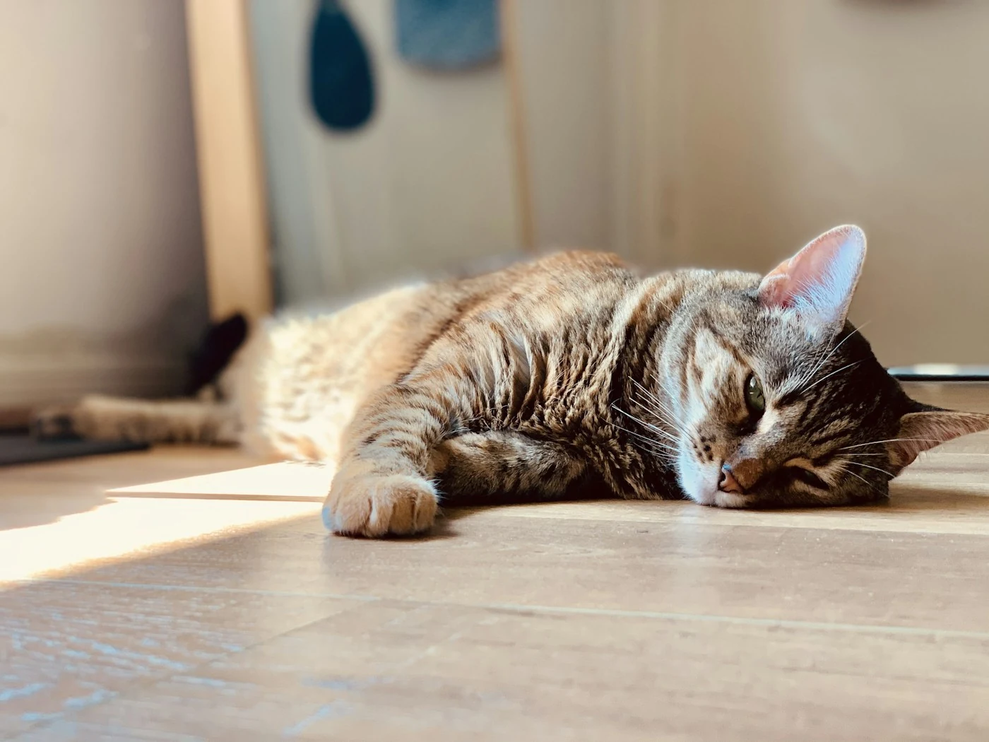 Gato rajado descansando tranquilamente em casa, à luz do sol
