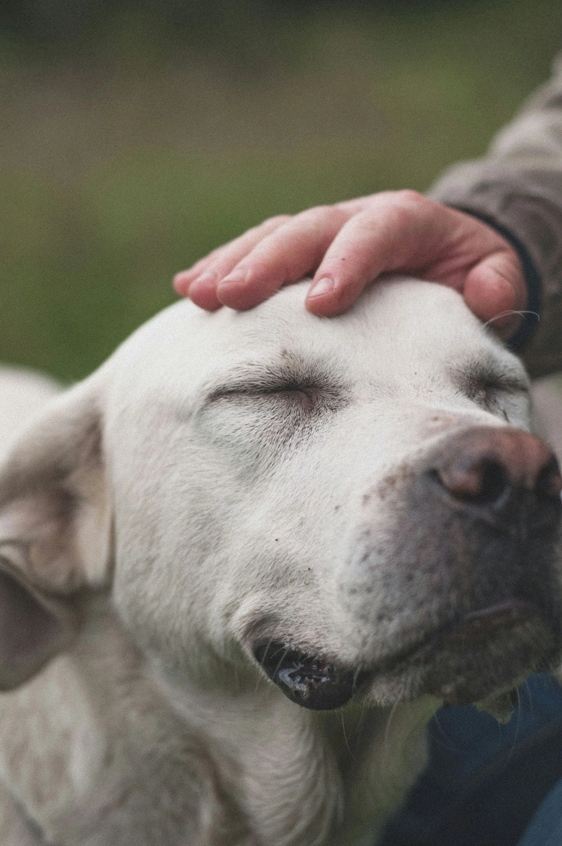 Um cão relaxa enquanto recebe carinho de uma mão